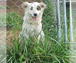 Australian Shepherd-Unknown Mix Dogs for adoption in Aurora, IN, USA