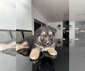 Medium German Shepherd Dog-Siberian Husky Mix