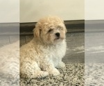Small Photo #2 Zuchon Puppy For Sale in PEMBROKE, KY, USA