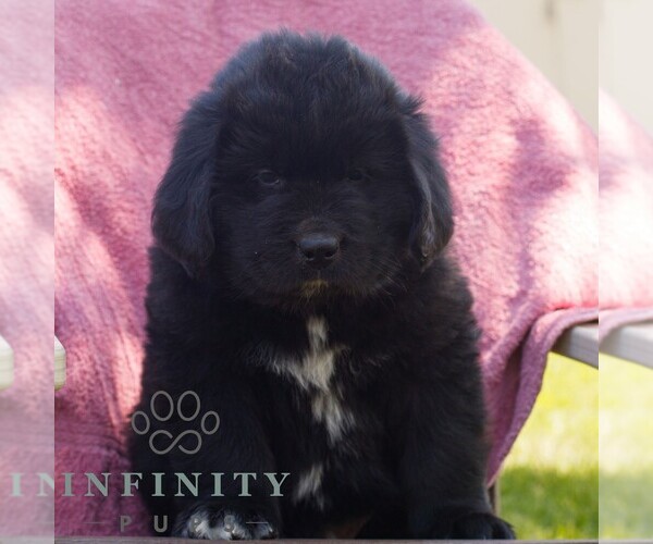Medium Photo #1 Newfoundland Puppy For Sale in KINZERS, PA, USA
