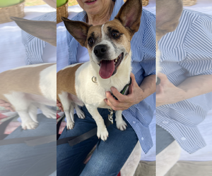 ARCHIE - Male Chihuahua-Unknown Mix Dog for Adoption - Photo #7