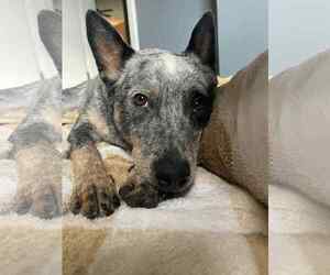 Leroy - Male Mutt Dog for Adoption - Photo #13