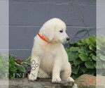Small #5 English Cream Golden Retriever