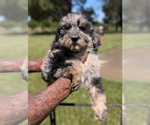 Puppy TULIP Bernedoodle-Golden Mountain Dog Mix