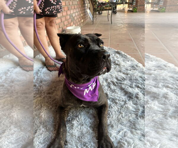 Medium Photo #1 Mutt Puppy For Sale in Goodyear, AZ, USA