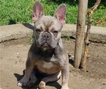 Small Photo #1 French Bulldog Puppy For Sale in BALDWIN PARK, CA, USA