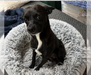 Chihuahua-Unknown Mix Dogs for adoption in Cranston, RI, USA