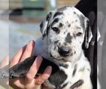 Small Photo #6 Great Dane Puppy For Sale in LITITZ, PA, USA