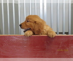 Small #1 Golden Retriever