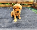 Small #4 Golden Retriever