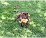 Small #5 Labrador Retriever