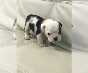 Bulldog Puppy for sale in GOLDEN ISLES, FL, USA