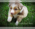 Small Photo #6 Miniature Australian Shepherd Puppy For Sale in SMITHVILLE, AR, USA