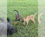 Small #7 German Shepherd Dog Mix