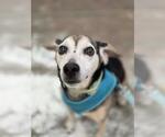 Small #1 Beagle Mix