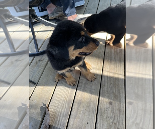 Medium Photo #5 Rottweiler Puppy For Sale in MARSHALL, MO, USA