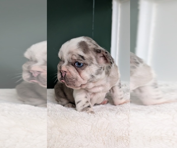 Medium Photo #12 French Bulldog Puppy For Sale in GOSHEN, IN, USA