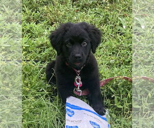 Labrador Retriever-Unknown Mix Dogs for adoption in Royal Palm Beach, FL, USA