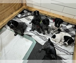 German Shorthaired Pointer Litter for sale in NEWBERRY, FL, USA