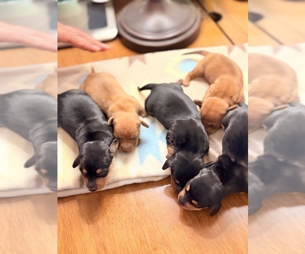 Medium Photo #7 Dachshund Puppy For Sale in CHIPPEWA FALLS, WI, USA