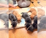 Small #6 Dachshund