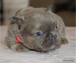 Small #5 French Bulldog