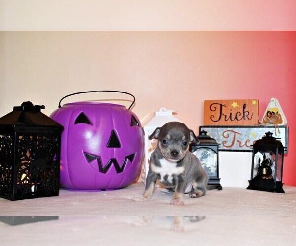 Medium Photo #3 Chihuahua Puppy For Sale in CHARLESTON, AR, USA