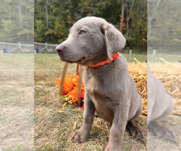 Medium Photo #3 Labrador Retriever Puppy For Sale in NEOLA, WV, USA