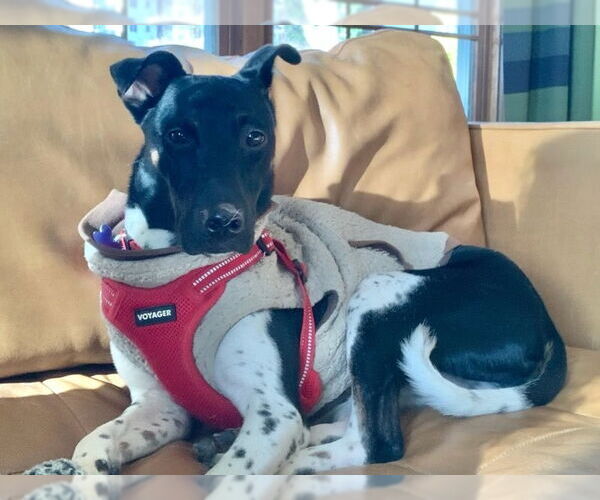 Medium Photo #3 Mutt Puppy For Sale in East Derry, NH, USA