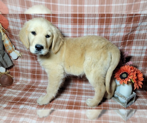 Medium Photo #1 Golden Retriever Puppy For Sale in FALCON, CO, USA