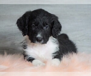 Aussiedoodle Puppy for sale in FREDERICKSBG, OH, USA