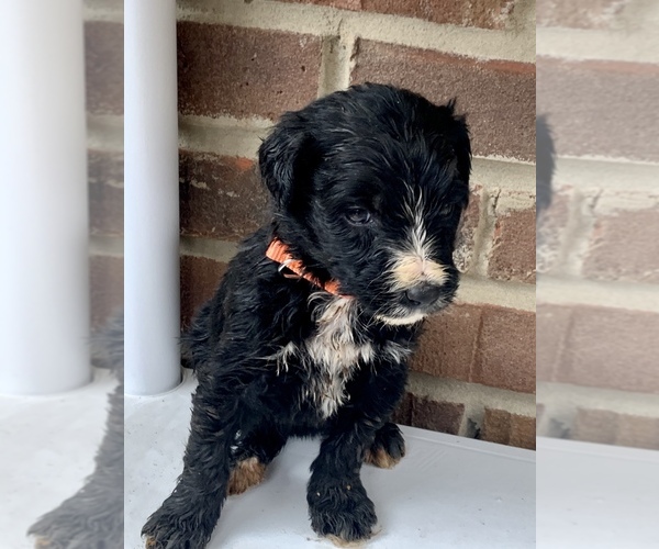 Medium Photo #1 Aussiedoodle Puppy For Sale in UPTON, KY, USA
