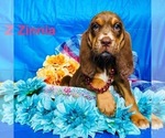 Puppy Zinnia Bloodhound