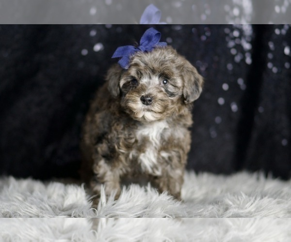 Medium Photo #81 Morkie Puppy For Sale in WARSAW, IN, USA