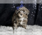 Small #4 Morkie