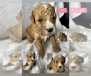 Goldendoodle Puppy for sale in EASTMAN, GA, USA