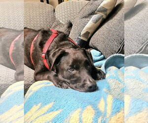 Tzatziki - Male Labrador Retriever-Unknown Mix Dog for Adoption - Photo #21