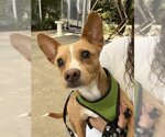 Small Photo #3 Chiweenie Puppy For Sale in Olalla, WA, USA