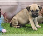 Image preview for Ad Listing. Nickname: Goldie 2025 M2