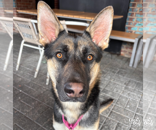 Medium Photo #8 German Shepherd Dog-Unknown Mix Puppy For Sale in Washington, DC, USA