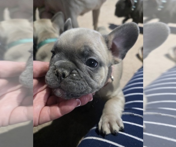 Medium Photo #38 French Bulldog Puppy For Sale in BLANCA, CO, USA