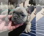 Small #37 French Bulldog