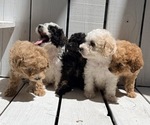 Small #3 Poodle (Miniature)