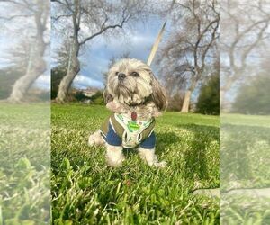 Father of the Shih Tzu puppies born on 03/04/2026