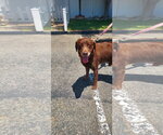 Small #8 Labrador Retriever Mix