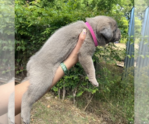 Medium Photo #6 Cane Corso Puppy For Sale in LIBERTY, NC, USA