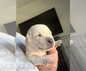 Labrador Retriever Puppy for sale in OSYKA, MS, USA