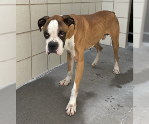 Boxer Dogs for adoption in  Katy, TX, USA