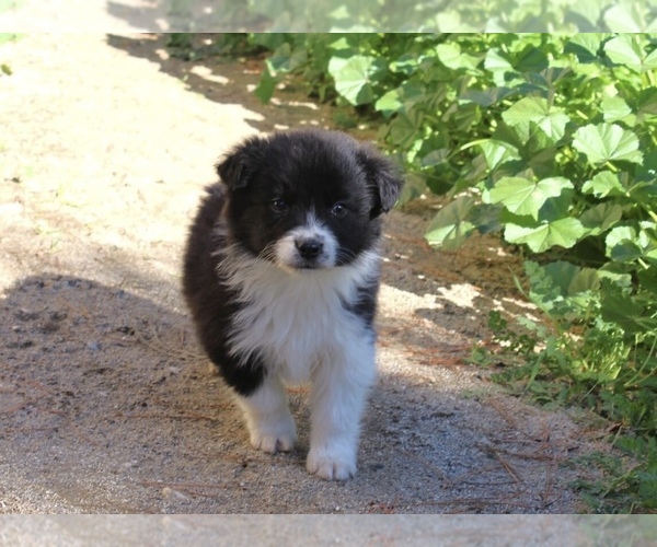 Medium Photo #6 Australian Shepherd Puppy For Sale in ACTON, CA, USA