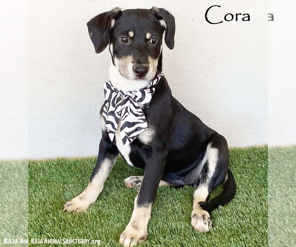Medium Photo #1 Australian Kelpie-Labrador Retriever Mix Puppy For Sale in San Diego, CA, USA